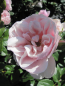Preview: Rosa Heritage